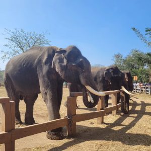 Dubare Elephant Camp