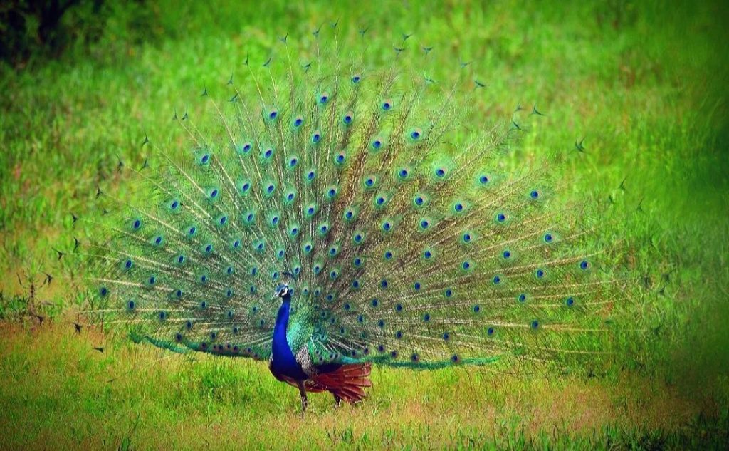 Western Ghats