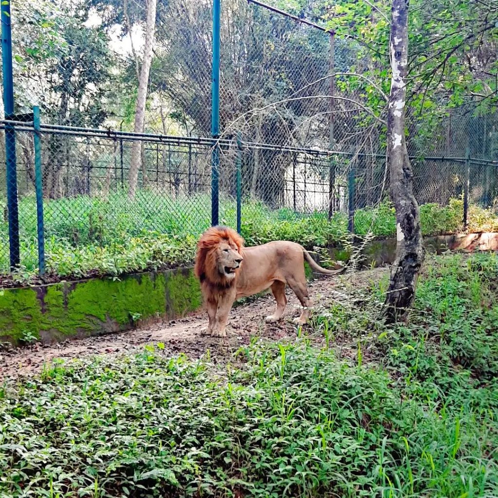 Bannerghatta National Park