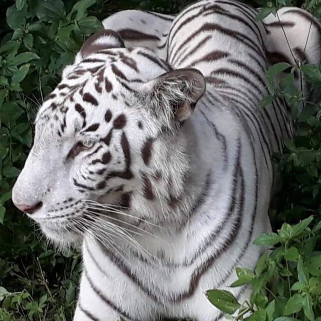 Bannerghatta National Park