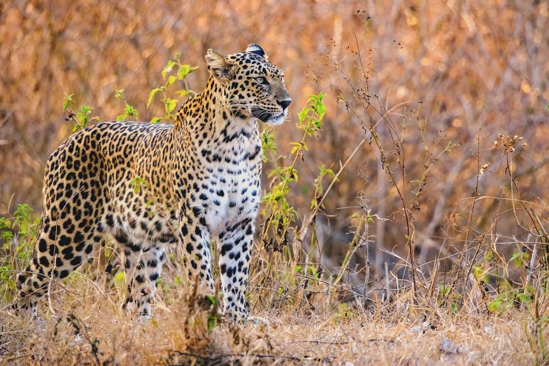 Bandipur National Park Banner, Best places in karnataka