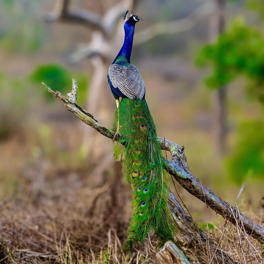 Bandipur National Park Peacock