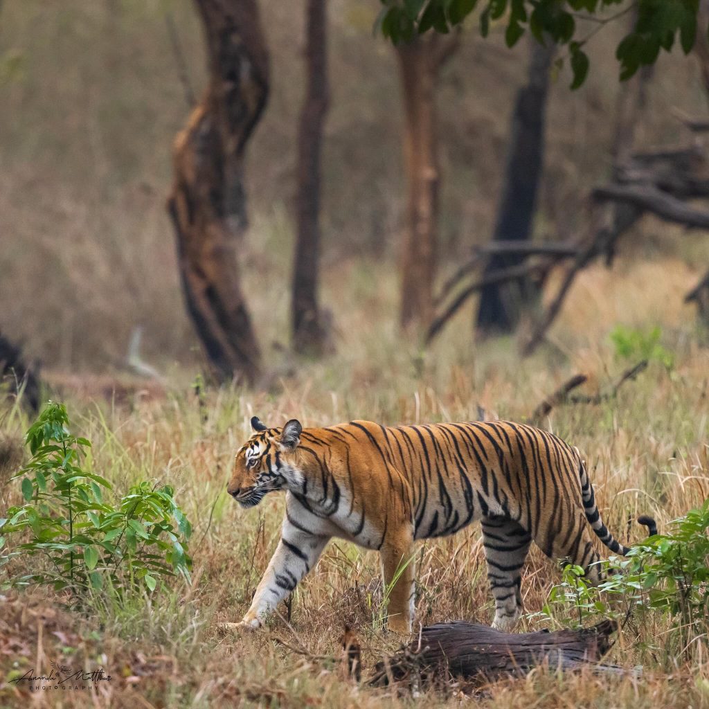 Bandipur National Park TIger