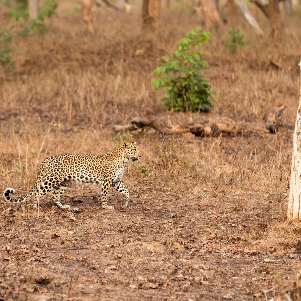 Bandipur Safari Timings