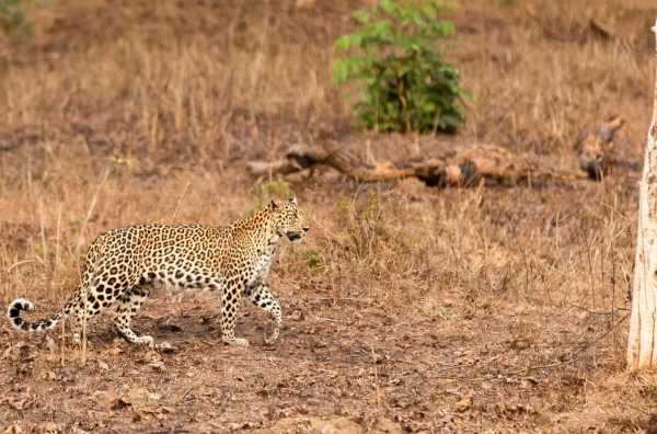 Bandipur Safari Timings