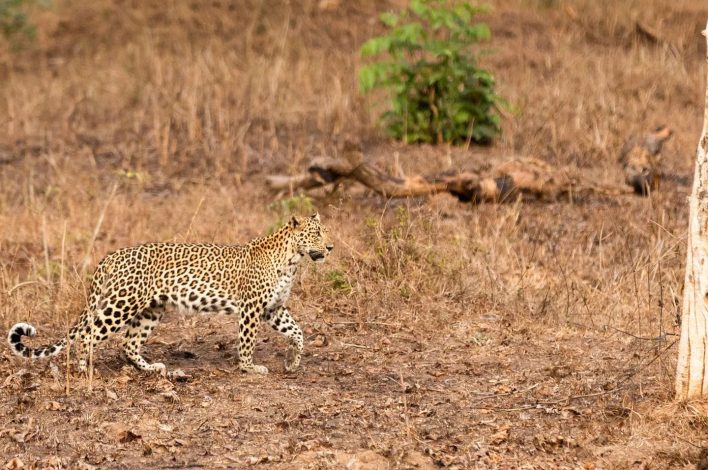 Bandipur Safari Timings