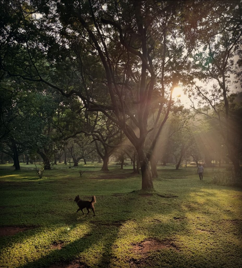 Cubbon Park Sunrise