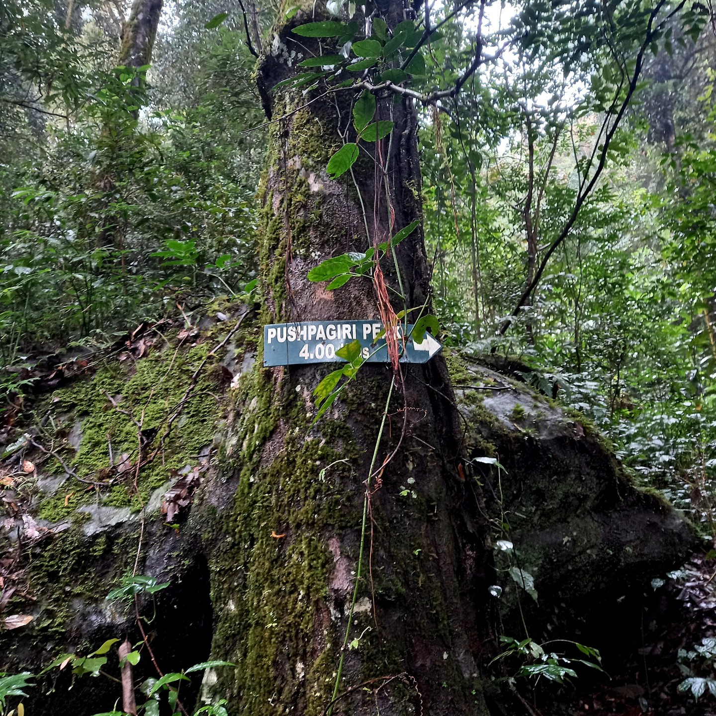 Pushpagiri Mountain