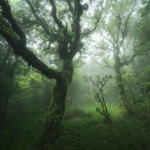 agumbe rainforest