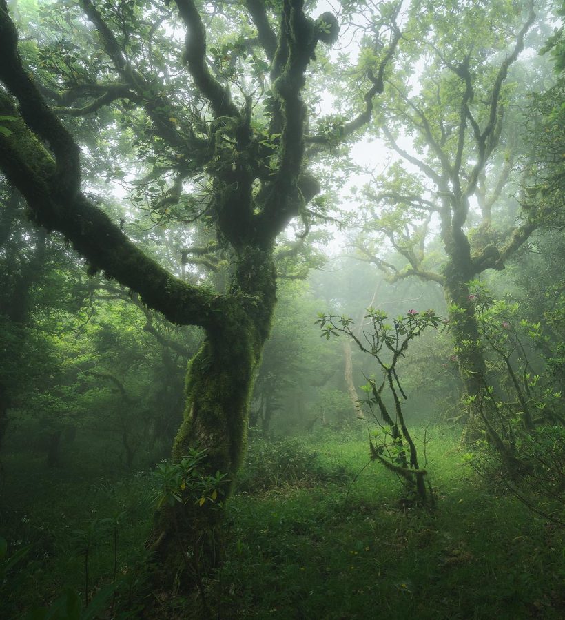 agumbe rainforest