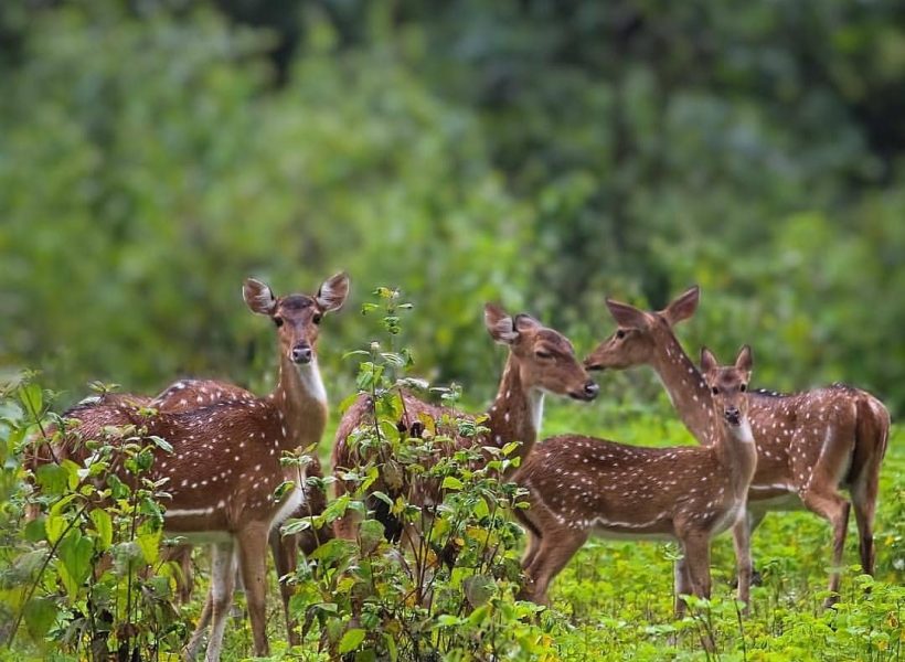 Anshi National Park