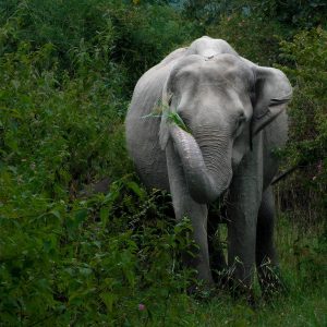 Bandipur Safari