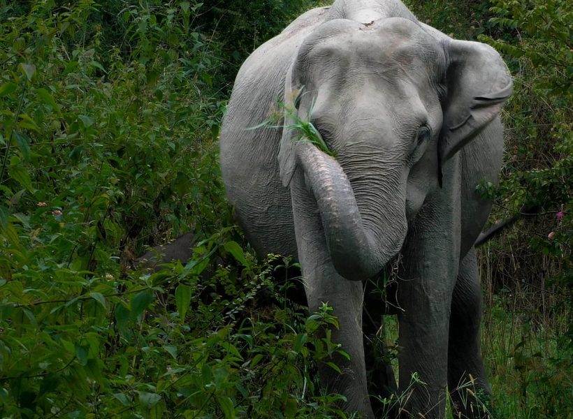 Bandipur Safari