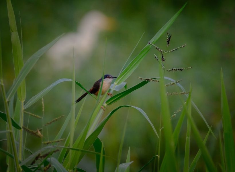 Bird Watching