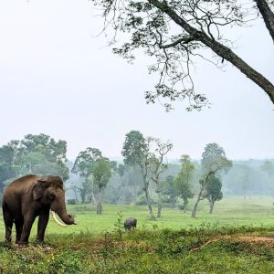 Dubare Elephant Camp