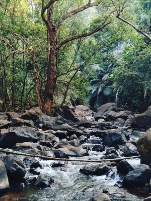 Dudhsagar Falls Trek