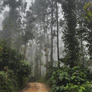 Holiday to Coorg​