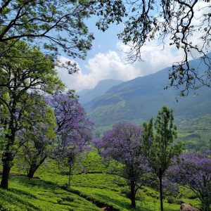 Marayoor idukki