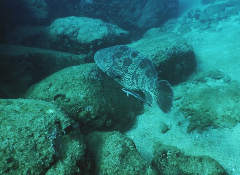 Netrani Scuba Dive 2