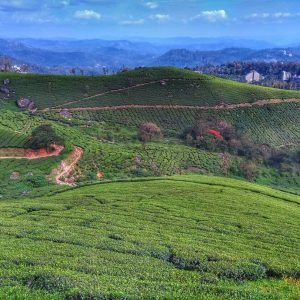 Pallivasal Tea Estate devikulam munnar