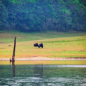 Periyar Wildlife Sanctuary Kerala thekkady