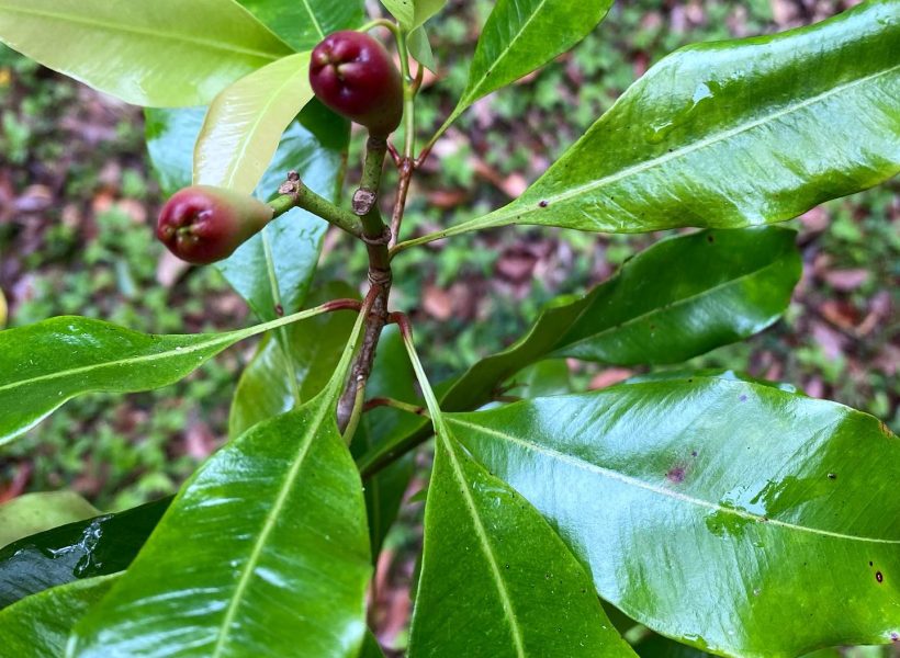 Spice Plantation