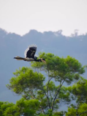 athirapally waterfalls wildlife