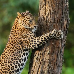 bandipur national park 2