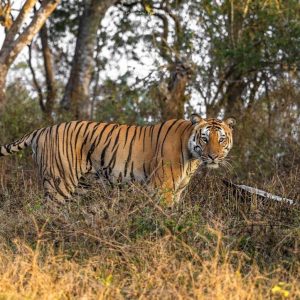 bandipur national park