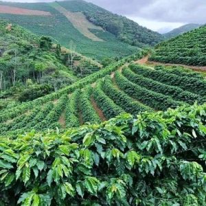 coffee plantation kemmangundi chikkamagaluru