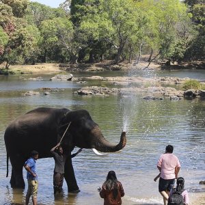 dubare elephant camp coorg