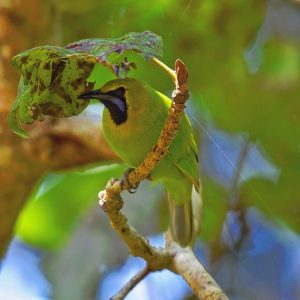 gudavi bird sanctuary