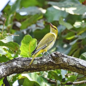 gudavi bird sanctuary