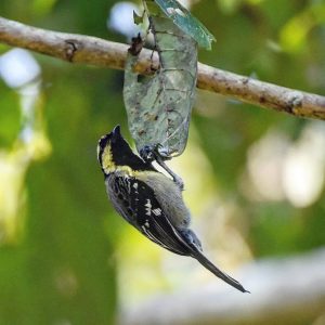 gudavi bird sanctuary