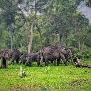 madumalai national park ooty