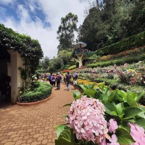 ooty botanical garden