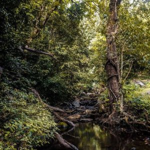 pakshipathalam trek 1