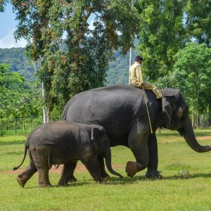 sakrebyle elephant camp shimoga