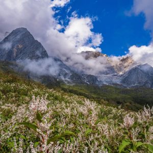 valley of flowers 4